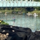 Cows and racing crews on the Cam