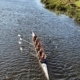 Great Ouse Marathon women's coxed quad