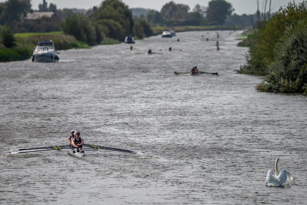 Rowers competing on the River Ouse with a swan